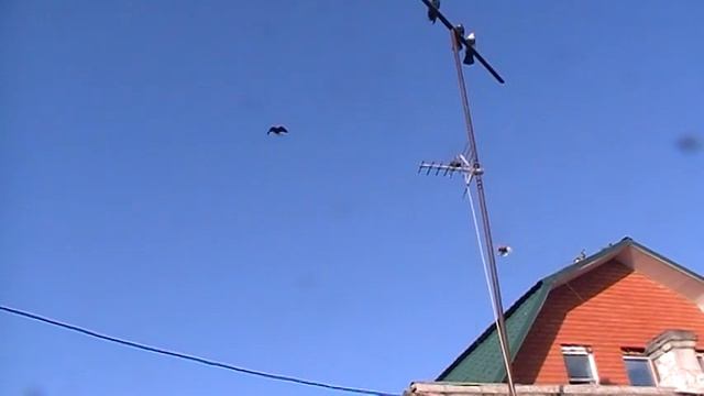 Голуби николаевские смотреть онлайн