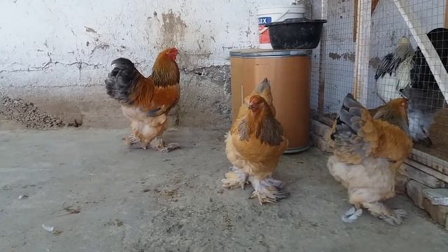 Брама паливый галубой Равшан Азимов смотреть онлайн