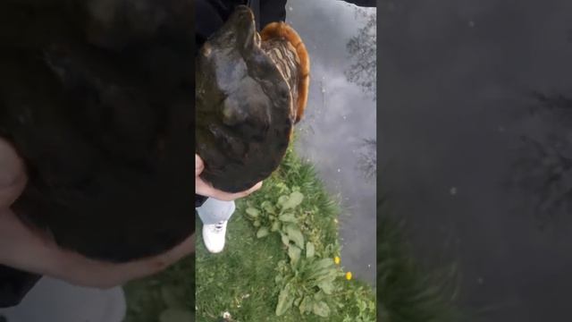 мы поймали черепашку по имени наташка смотреть онлайн