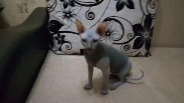 У Юрки новая водолазка 🙈🙈🙈🏴☠️ смотреть онлайн