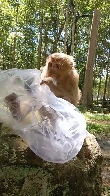 Monkeys play with plastic bags#shorts #monkey #hanuman #happy #animals смотреть онлайн