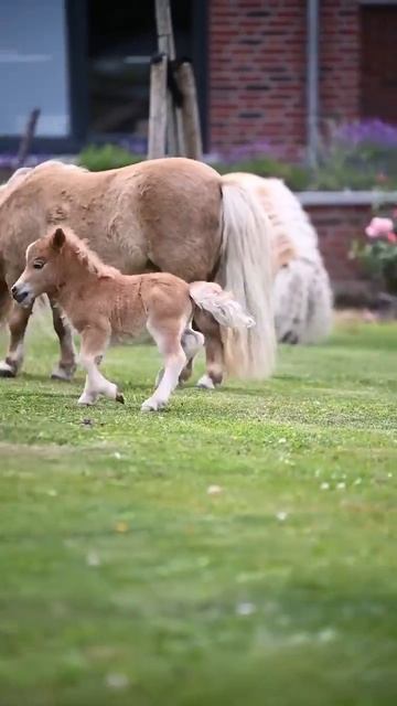 Teeny Tiny Miniature Pony Zoomies #shorts #viral #pets #horse #equestrian #pony смотреть онлайн