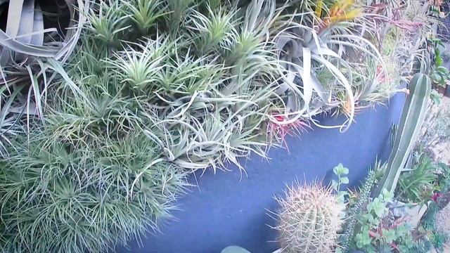 Josh Rosen - Airplants (tillandsia) смотреть онлайн