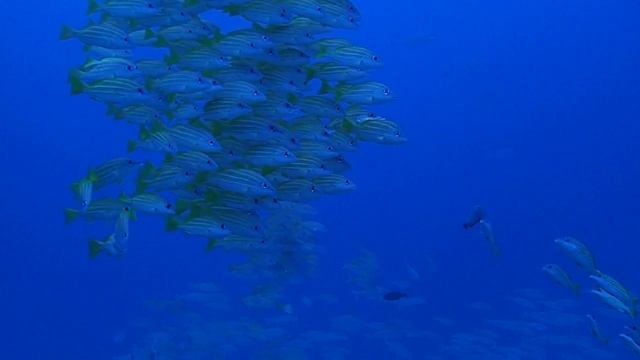 沖縄・水納島の海。「真っ青な海を彩るヨスジフエダイには癒されます♪ ～ポパイにて～」　沖縄本島Dive Shop桜海
