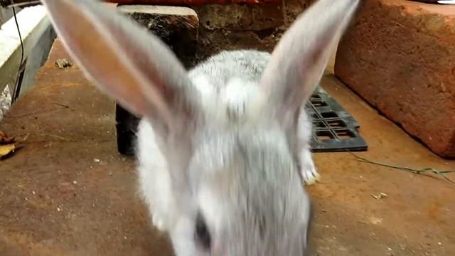 Кролики проходят лабиринт!!!!!!    ZKD Поддержи начинающего блогера!!