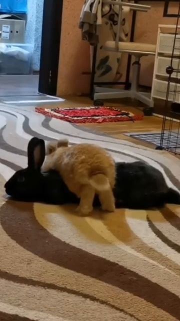 КУЧАМОЛА 😂 #shorts #rabbit #смешныеживотные #bunnybaby #bunny #милыепитомцы #животныедома #кролики смотреть онлайн