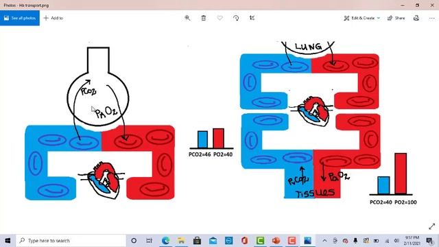 PPT 16- Oxygen Transport-Oxyhemoglobin Dissociation Curve смотреть онлайн