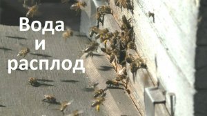 Весна. Определяю количество расплода не разбирая гнезда