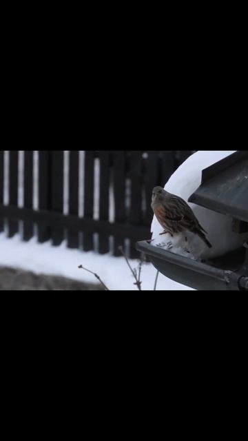 Альпийская завирушка, Prunella collaris, #shorts смотреть онлайн