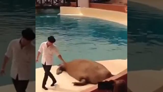 Тюлень человек смотреть онлайн