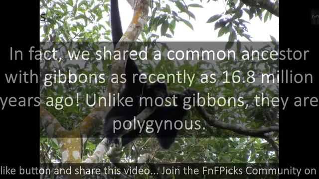 Hainan Black Crested Gibbon смотреть онлайн
