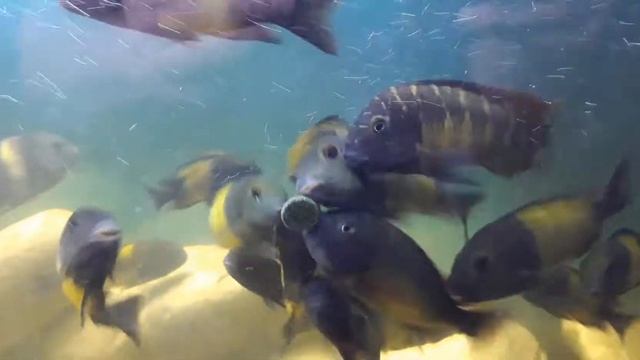 tropheus Ikola, Red rainbow und Maswa смотреть онлайн