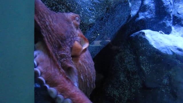 octopus 7 смотреть онлайн