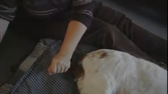 How to Massage a Dog's Tail смотреть онлайн