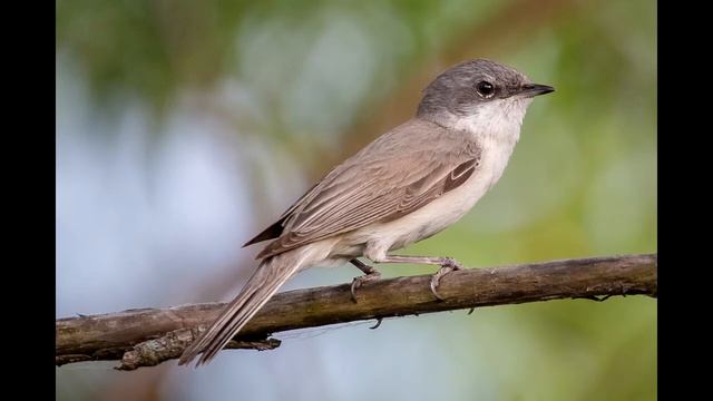 Sylvia curruca смотреть онлайн