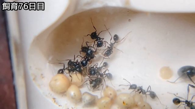 283【蟻の観察】女王自らエサを食す。【飼育76日目】 смотреть онлайн