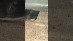 35383 Молдинг двери передний правый Chevrolet Captiva 2006-