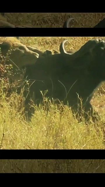Буйволы рвут прайд Львов смотреть онлайн