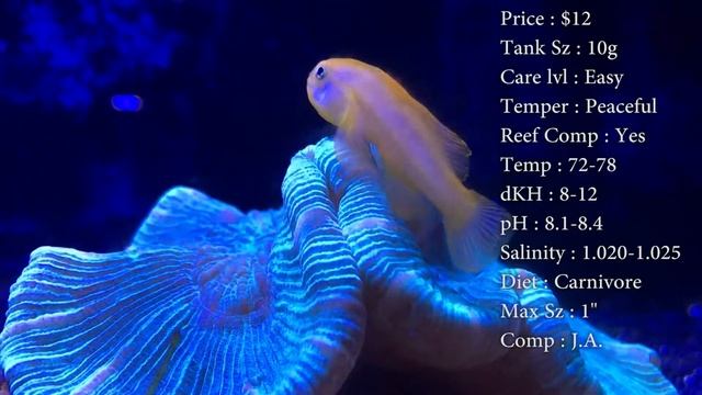 All About The Yellow Clown Goby смотреть онлайн