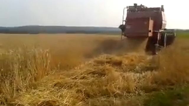 влог саврань уборка комбайном нива на камаз5511 пшеница золото украины подпишись смотреть онлайн