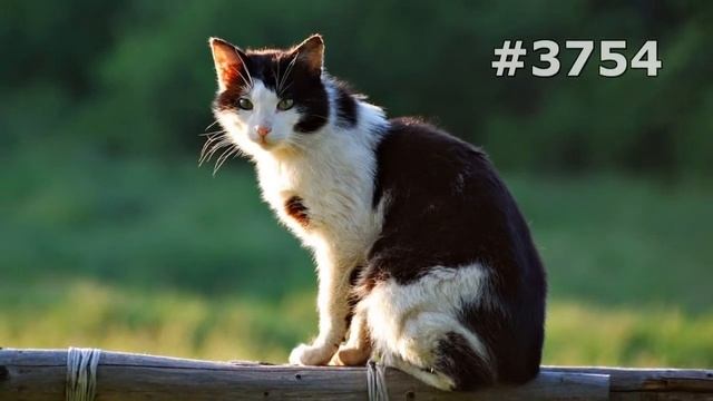 #3754. Коты (В мире животных) смотреть онлайн
