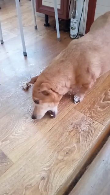 #собакаборабака #собакатакса #собакадругчеловека #собака #жиза #россия #2023 смотреть онлайн