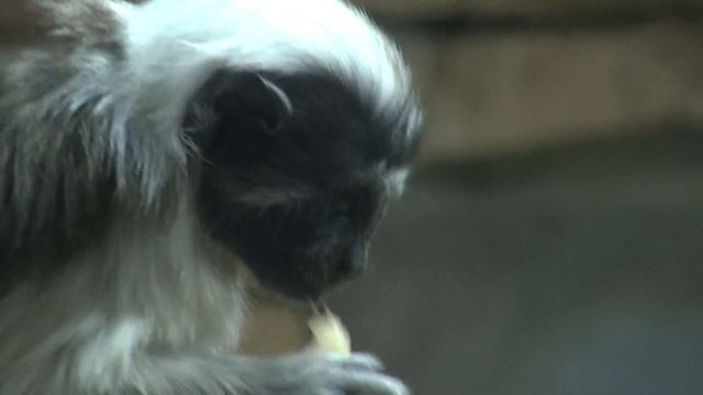 ПАРК ПТИЦ:ЕЩЁ ОБЕЗЬЯНКИ смотреть онлайн