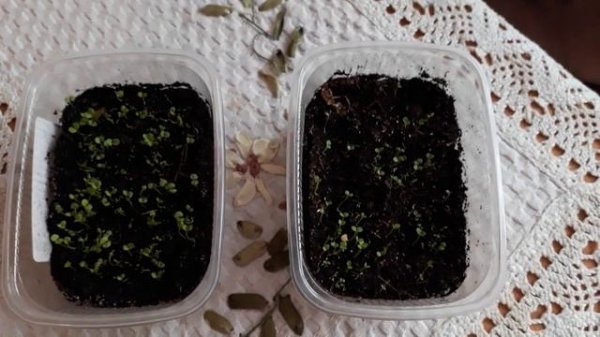 Агератум против белокрылки,борьба началась.