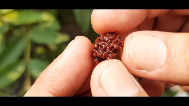 Buy Original Nepali 2 Mukhi Rudraksha # 0206 смотреть онлайн