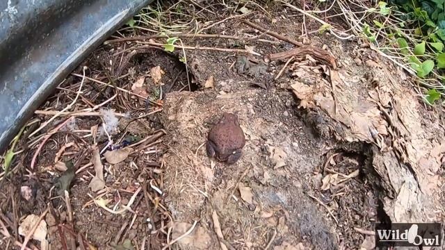Garden Round-up & Britain's Largest Native Moth смотреть онлайн