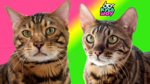 От головоломок до челленджей — Кусь-шоу — Приключения питомцев