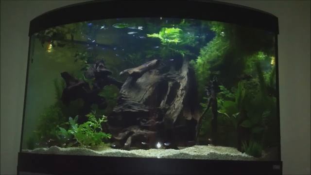 discus set up 190 litre corner fluval aquarium смотреть онлайн