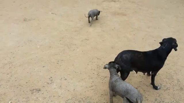 Peru, Trujillo, Dogs смотреть онлайн