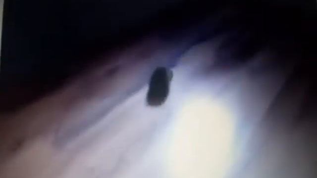 Ёжик играет с мячиком!!!!!!!