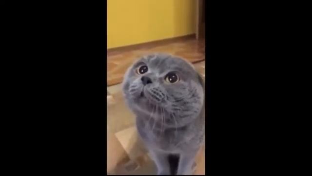 У кота болит голова. Ржака смотреть онлайн