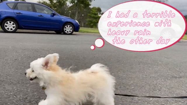 Maltipom Peko fund big mushrooms while having a walk. Maltese x Pomeranian puppy PEKO смотреть онлайн