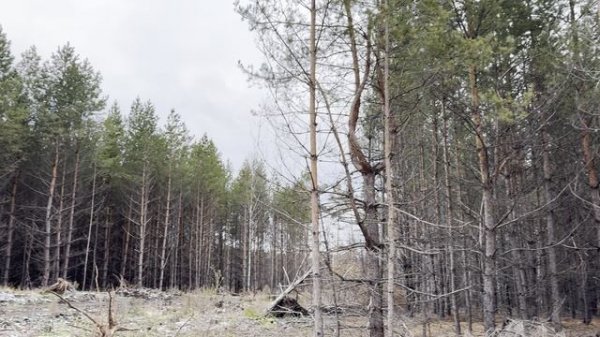 безымянная, буян