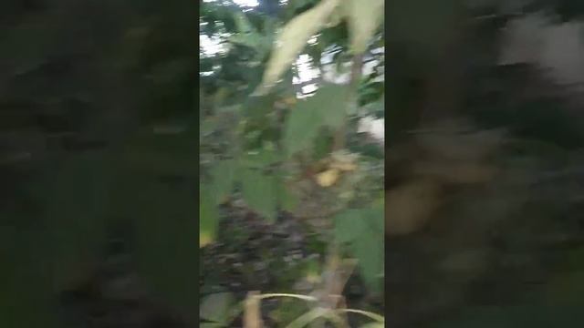 Vânătoare de insecte ep.2 смотреть онлайн