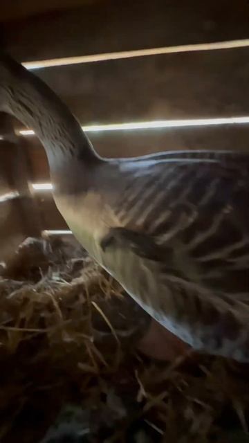 Гусыня несётся в будке у собаки ! смотреть онлайн