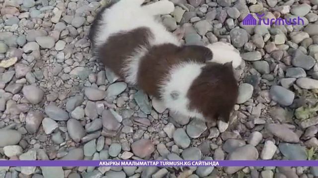 Котенок обрел приемную мать в виде бойцовой собаки смотреть онлайн