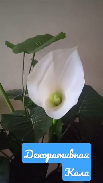 Разводите Цветы, они слышат и видят вас и они разумны, и они очень любят вас, у вас улучшится жизнь смотреть онлайн