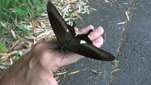 Red Helen Swallowtail смотреть онлайн