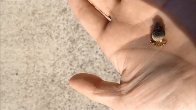 A small hermit crab. смотреть онлайн