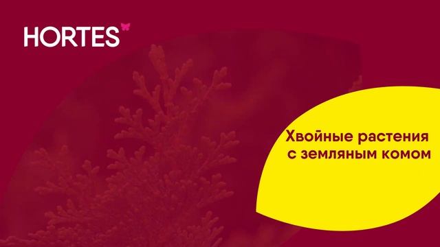 Уличные растения и луковицы цветов -70% смотреть онлайн
