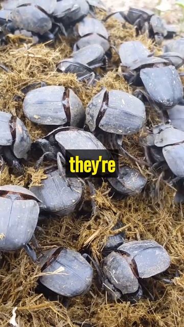 The Dung Beetle 🪲 смотреть онлайн