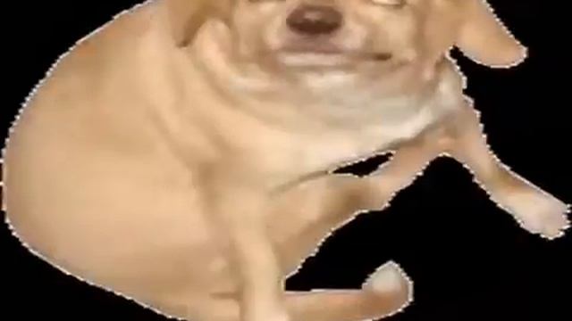 DOG l Green Screen l ФУТАЖ смотреть онлайн