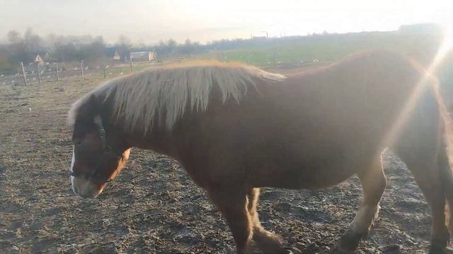 кобыла ждёт добрые руки смотреть онлайн
