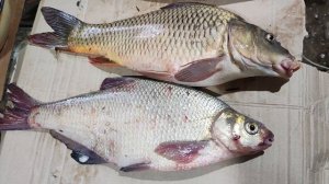 НАШ ВЕСЕННИЙ УЛОВ!) ОЧЕРЕДНОЙ АПРЕЛЬСКИЙ ДЕНЁК ПОДАРИЛ КЛАССНЫЕ ЭМОЦИИ!КЛЕВАЛ ЛЕЩ, САЗАН, ГУСТЕРА))