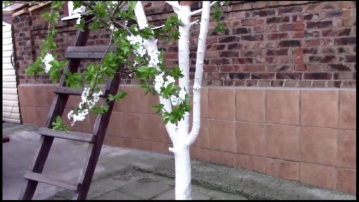 Лечебная эмульсия для побелки деревьев, омолаживающая ствол. смотреть онлайн