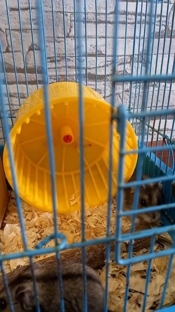 джунгарские хомяки смотреть онлайн